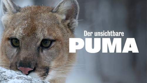 Der unsichtbare Puma: Ein Besucher in Frankreichs Wäldern?