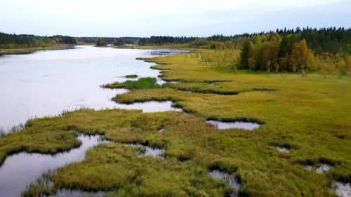 Preserving Peatlands - Slowing Climate Change with Bogs