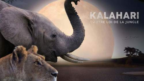Kalahari – Gesetz der Wildnis
