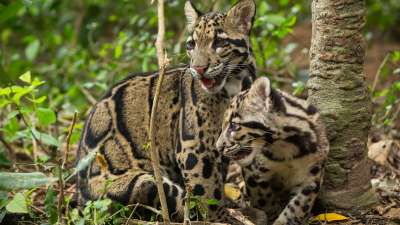 Growing Up Clouded Leopard
