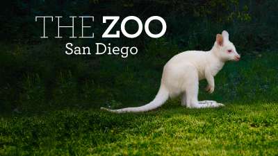 San Diegon eläintarha spesiaali