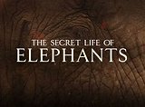 Secret Life of Elephants