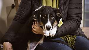 Yliopistollinen eläinsairaala: Sona-koiranpentu ja vaikea päätös