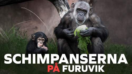Schimpanserna på Furuvik