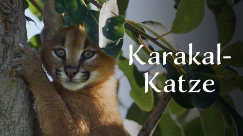 Karakal-Katze - Von der Savanne nach Kapstadt