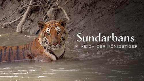 Sundarbans, im Reich der Königstiger