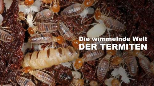 Die wimmelnde Welt der Termiten
