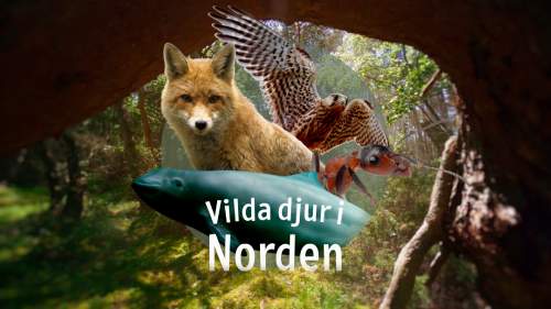 Vilda djur i Norden