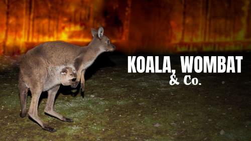 Koala, Wombat & Co. - Leben nach dem Buschfeuer