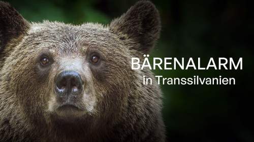 Bärenalarm in Transsilvanien