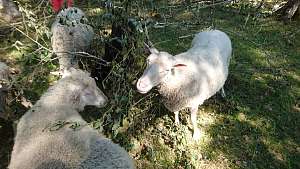Ärjänsaaressa lammaspaimenena: Ei sähköjä tai juoksevaa vettä, laske lampaat päivittäin ja huolehdi 
