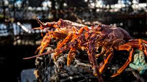 Australian hummerinpyytäjät Isojen punaisten perässä