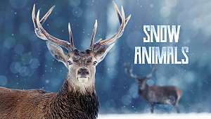 Avara luonto: Lumen eläimet