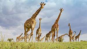 Avara luonto: Serengeti II