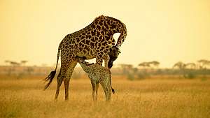 Avara luonto: Serengeti II
