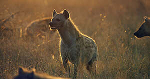 Avara luonto: Serengeti