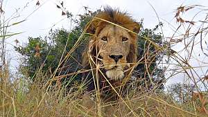 Avara luonto: Serengeti