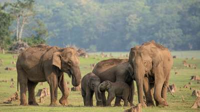 Elefanttien matkassa