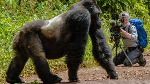 Gorillaperheen matkassa