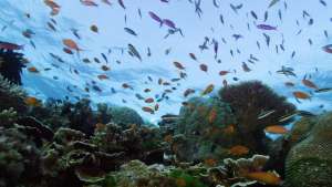 Iso valliriutta: Elävä aarre Korallimeri