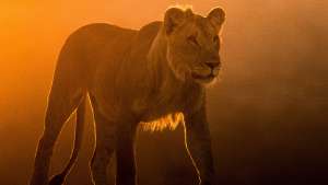 Katoavat kuninkaat - Namibin leijonat II