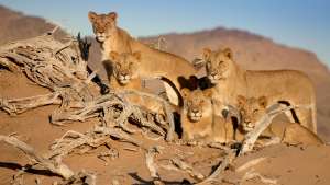 Katoavat kuninkaat - Namibin leijonat
