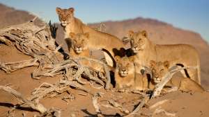 Katoavat kuninkaat - Namibin leijonat