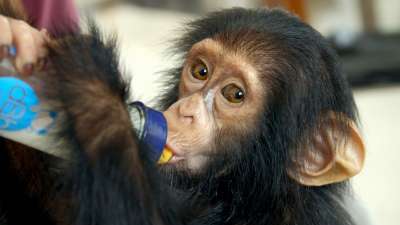 Kongon pelastetut simpanssit ja Jane Goodall