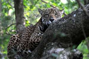 Luonnollinen maailma - Jaguaarit - Brasilian superkissat