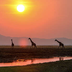 Luontohetki: Tansanian kansallispuistot