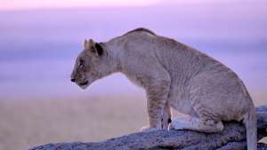 Maasai Mara: Villieläinten risteyspaikka Maasai Mara, saalistajien valtakunta