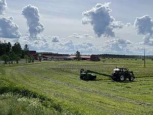 Maatilamatkailuyritykset odottavat jännittyneinä meneillään olevan kesän vierailijamäärää
