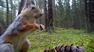 Oravametsä
