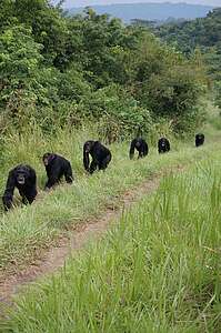 Simpanssien sota