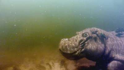 Swimming With Monsters: Steve Backshall