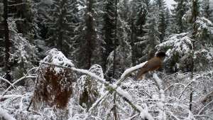 Tarinoita metsästä: Kuukkeli talvella
