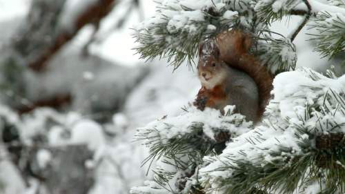Tarinoita metsästä: Orava