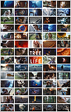 The Tree of Life - Elämän puu
