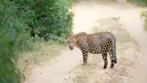 Villi Sri Lanka: Leopardin valtakunta