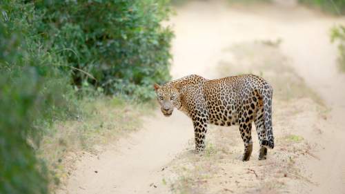 Villi Sri Lanka: Leopardin valtakunta