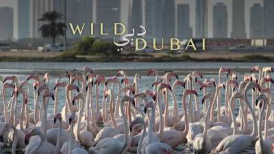 Wild Dubai