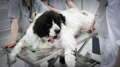 Yliopistollinen eläinsairaala: Elmo-koira shokkitilassa
