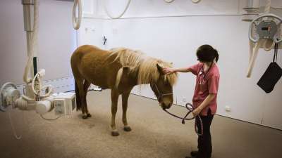 Yliopistollinen eläinsairaala: Hevonen hiekkaähkyn kourissa