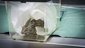 Yliopistollinen eläinsairaala: Kiukkuinen kameleontti päivystyksessä