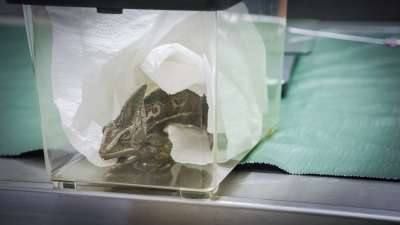 Yliopistollinen eläinsairaala: Kiukkuinen kameleontti päivystyksessä