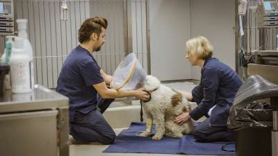 Yliopistollinen eläinsairaala: Kolarissa halvaantunut Milo-koira