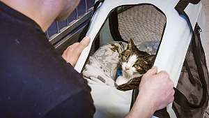 Yliopistollinen eläinsairaala: Kuuppa-kissan syöpätaistelu