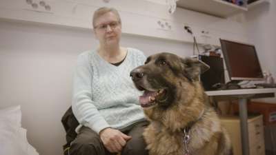 Yliopistollinen eläinsairaala: Pertsa-koira hätäverenluovutuksessa