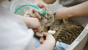 Yliopistollinen eläinsairaala: Pudonnut Minni-kissa hengenvaarassa