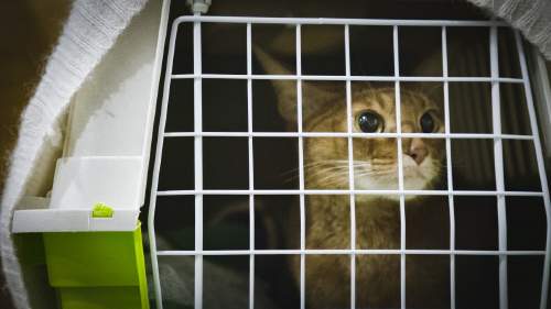 Yliopistollinen eläinsairaala: Rieti-kissa nukutusainepäissään